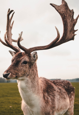 Phoenix Park Deer